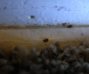 What Does a Bed Bug look Like? - Bedbug Inspector : Canine